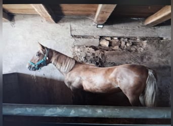 Selle Français, Giumenta, 2 Anni, 155 cm, Sauro