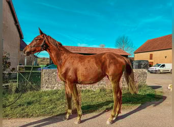 Selle Français, Giumenta, 2 Anni, 170 cm, Sauro