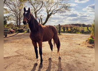 Selle Français, Giumenta, 2 Anni, Baio scuro