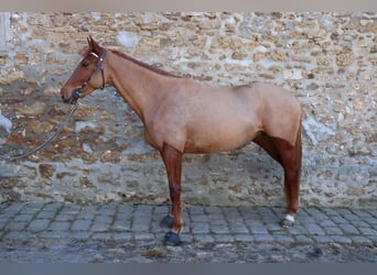 Selle Français, Giumenta, 4 Anni, 160 cm, Sauro
