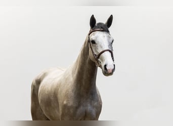 Selle Français, Giumenta, 5 Anni, 160 cm, Baio roano
