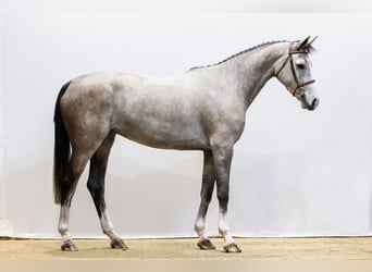 Selle Français, Giumenta, 5 Anni, 160 cm, Baio roano