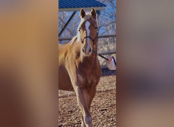 Selle Français, Giumenta, 5 Anni, 162 cm, Sauro ciliegia