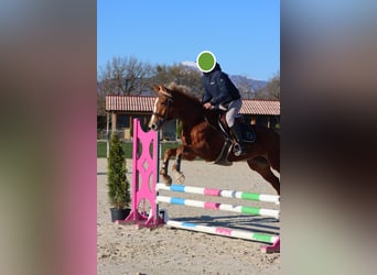 Selle Français, Giumenta, 5 Anni, 162 cm, Sauro ciliegia