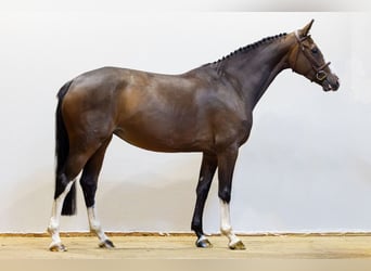 Selle Français, Giumenta, 5 Anni, 164 cm, Baio