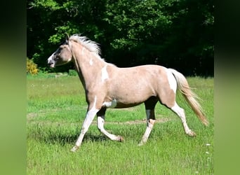Selle Français, Giumenta, 6 Anni, 154 cm, Falbo