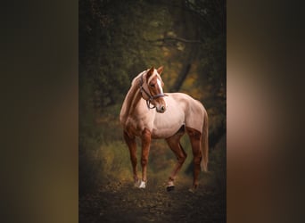 Selle Français, Giumenta, 6 Anni, 162 cm