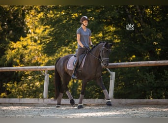 Selle Français, Giumenta, 6 Anni, 164 cm, Baio scuro