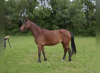 Selle Français, Giumenta, 6 Anni, 165 cm, Baio