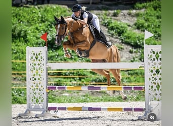 Selle Français, Giumenta, 7 Anni, 164 cm