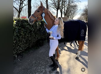 Selle Français, Giumenta, 7 Anni, 164 cm