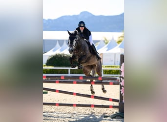 Selle Français, Giumenta, 7 Anni, 164 cm, Grigio