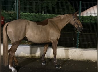 Selle Français, Giumenta, 7 Anni, 165 cm, Sauro scuro