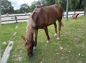 Selle Français, Giumenta, 7 Anni, 165 cm, Sauro scuro
