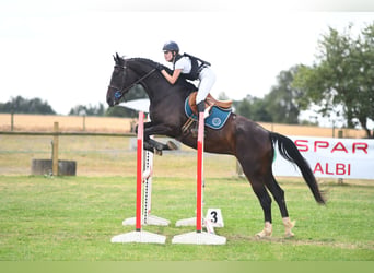 Selle Français, Giumenta, 7 Anni, 175 cm, Baio scuro