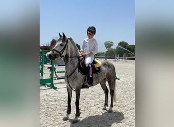 Selle Français, Giumenta, 8 Anni, 139 cm, Grigio