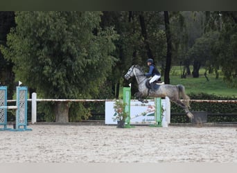 Selle Français, Giumenta, 8 Anni, 163 cm, Grigio