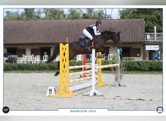 Selle Français, Giumenta, 8 Anni, 163 cm, Morello