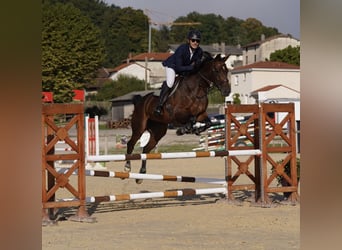 Selle Français, Giumenta, 8 Anni, 172 cm, Baio