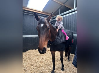 Selle Français, Giumenta, 8 Anni, Baio