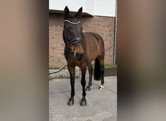 Selle Français, Giumenta, 9 Anni, 163 cm, Baio scuro