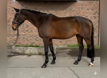 Selle Français, Giumenta, 9 Anni, 163 cm, Baio scuro