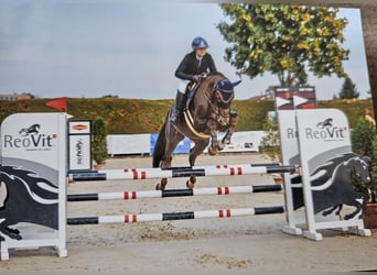 Selle Français, Giumenta, 9 Anni, 164 cm, Sauro scuro