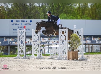 Selle Français, Giumenta, 9 Anni, 168 cm, Baio nero