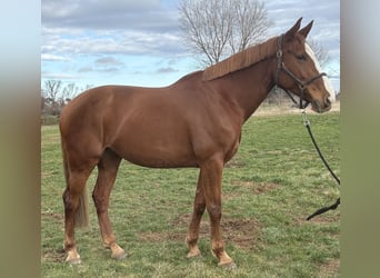 Selle Français, Giumenta, 9 Anni, 170 cm, Sauro