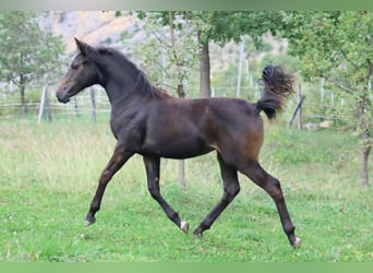 Selle Français, Giumenta, Puledri (03/2025), 160 cm, Baio