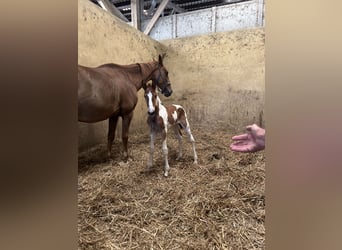 Selle Français, Giumenta, Puledri (05/2026), 170 cm, Tobiano-tutti i colori