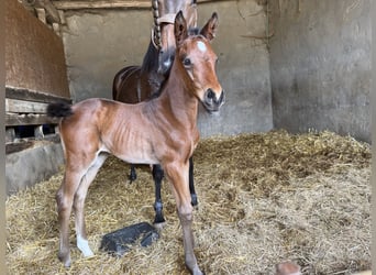 Selle Français, Giumenta, Puledri (05/2026), Baio