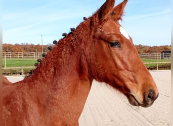 Selle Français, Giumenta, Puledri (05/2025), Baio