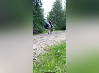 Selle Français, Hengst, 10 Jaar, 170 cm, Schimmel