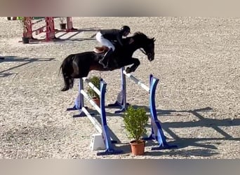 Selle Français, Hengst, 11 Jaar, 164 cm, Roodbruin