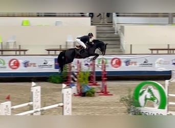 Selle Français, Hengst, 11 Jaar, 164 cm, Roodbruin