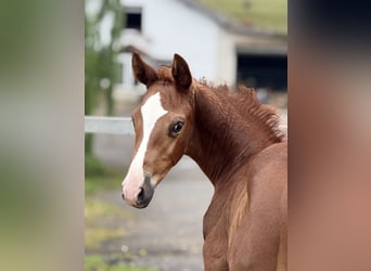 Selle Français, Hengst, 1 Jaar, Vos