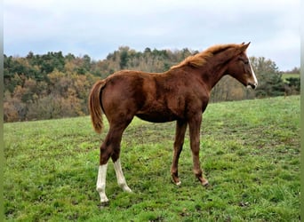 Selle Français, Hengst, 1 Jaar, Vos