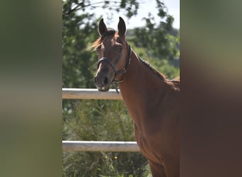 Selle Francais, Hengst, 1 Jahr, 140 cm, Brauner