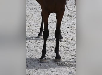 Selle Francais, Hengst, 1 Jahr, 140 cm, Brauner