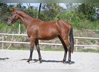 Selle Francais, Hengst, 1 Jahr, 140 cm, Brauner