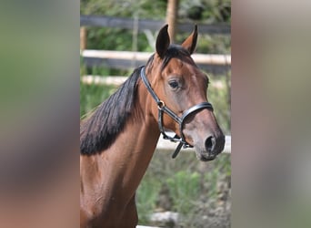 Selle Francais, Hengst, 1 Jahr, 140 cm, Brauner