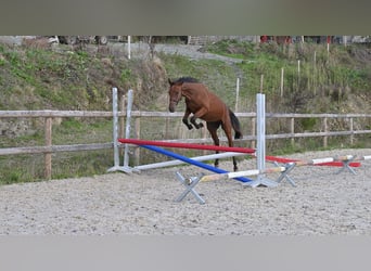 Selle Francais, Hengst, 1 Jahr, 140 cm, Brauner