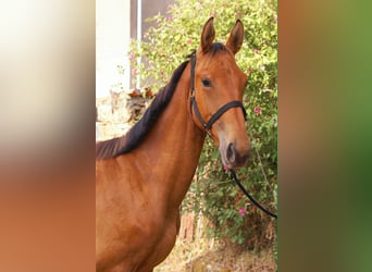 Selle Francais, Hengst, 1 Jahr, 145 cm, Hellbrauner