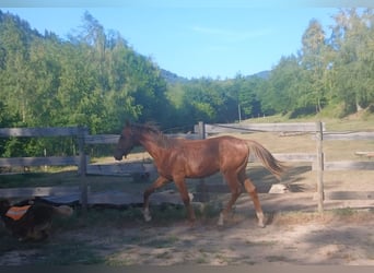 Selle Francais, Hengst, 1 Jahr, 150 cm, Dunkelfuchs