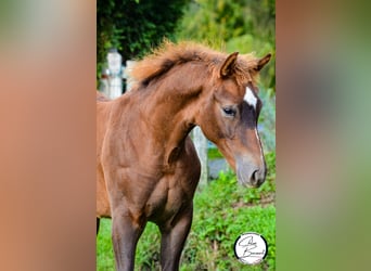 Selle Francais, Hengst, 1 Jahr, 170 cm, Dunkelfuchs