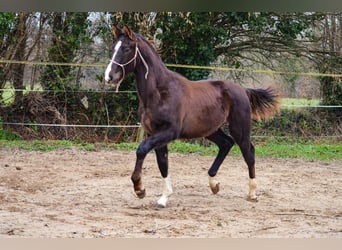 Selle Francais, Hengst, 1 Jahr, 170 cm, Dunkelfuchs