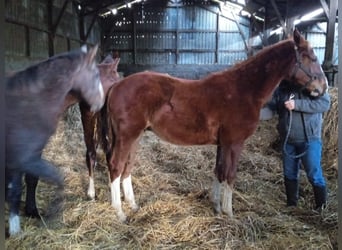 Selle Francais, Hengst, 1 Jahr, Dunkelfuchs