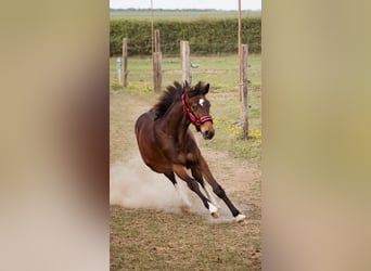 Selle Francais, Hengst, 1 Jahr, Schwarzbrauner