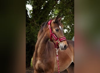 Selle Francais, Hengst, 1 Jahr, Schwarzbrauner
